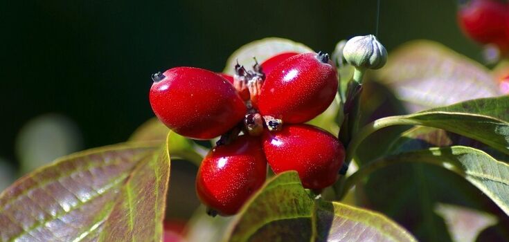 Dogwood tincture with vodka: how to make a drink
