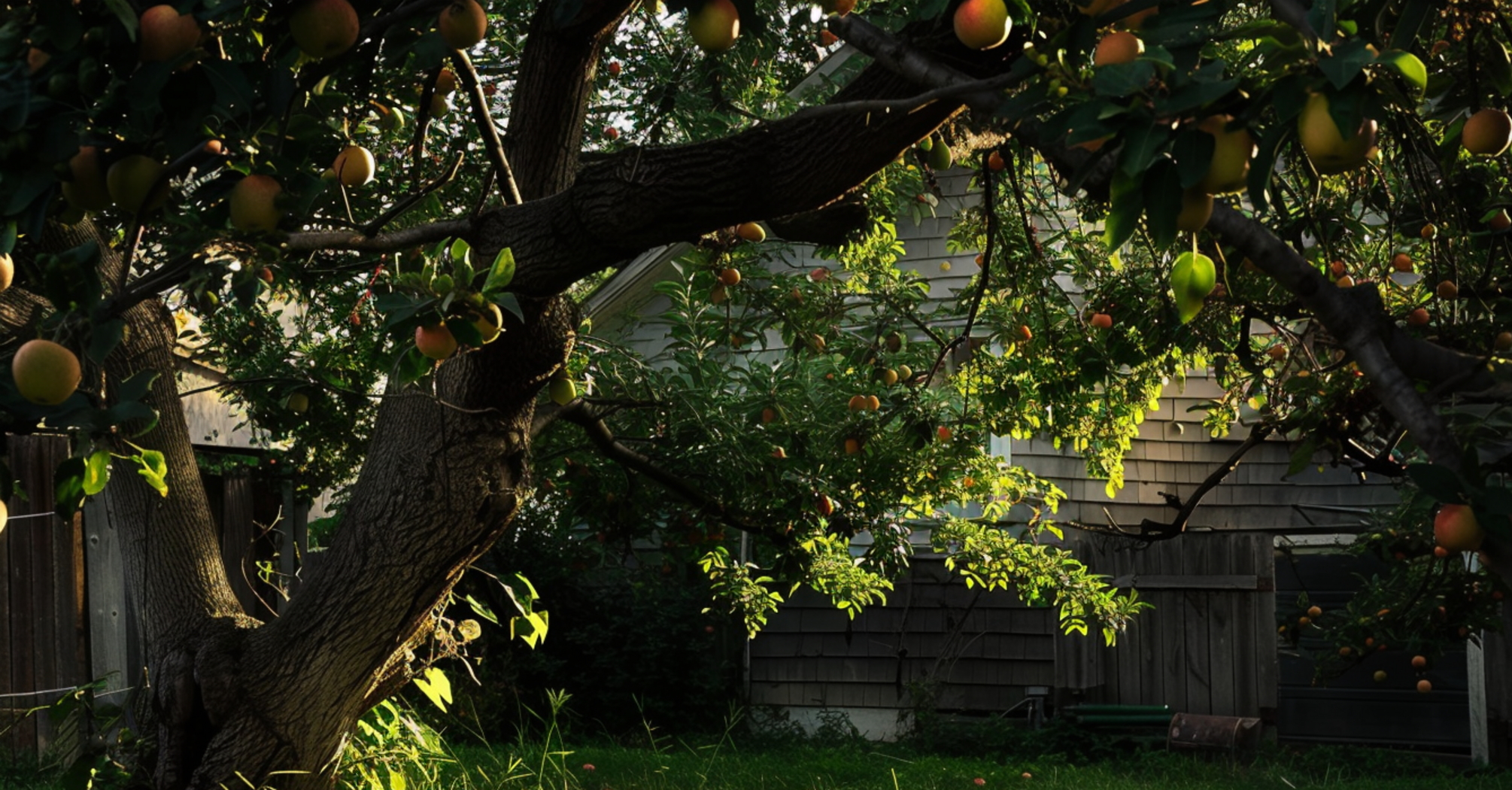 How to properly graft fruit trees: tips from professionals