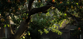 Jak prawidłowo szczepić drzewa owocowe: wskazówki od profesjonalistów