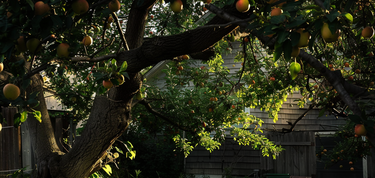 How to properly graft fruit trees: tips from professionals