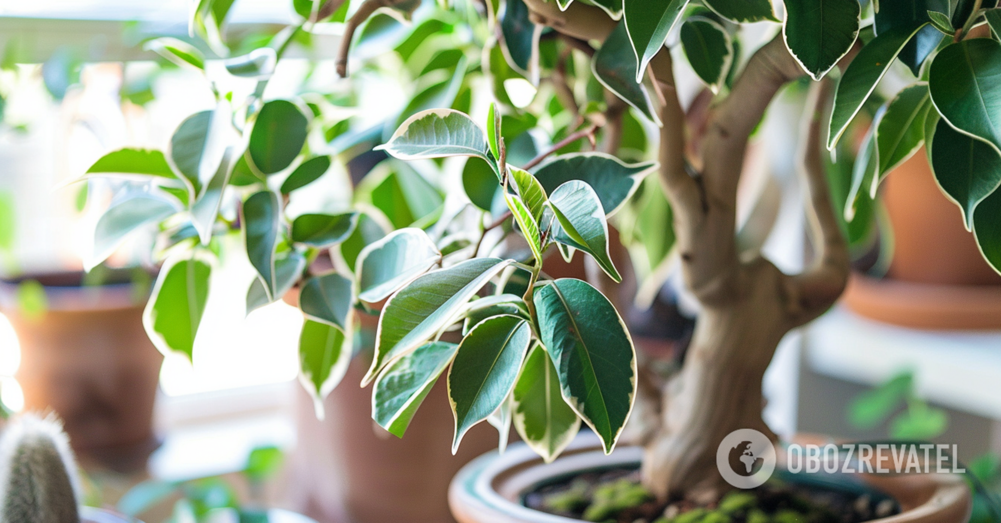 Ficus Benjamina: how to propagate cuttings correctly