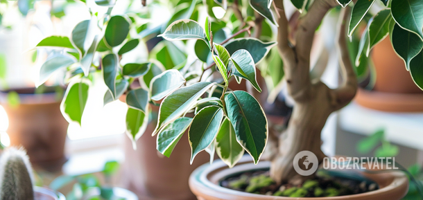 Ficus Benjamina: how to propagate cuttings correctly