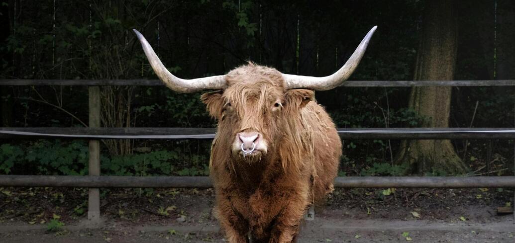 Значение снов о быке