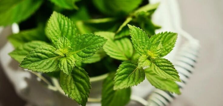 Top 3 unusual ways to use mint