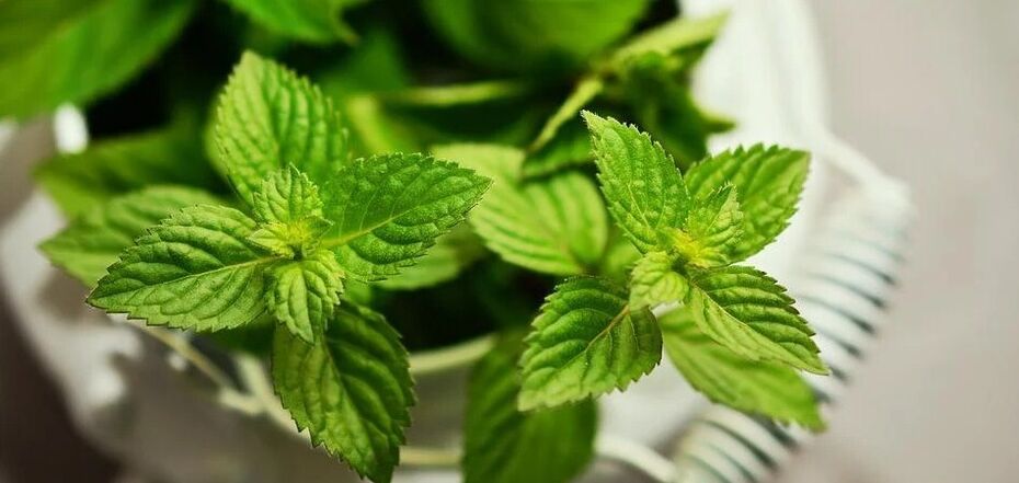 Top 3 unusual ways to use mint