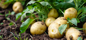 How to grow bountiful potato crop: mistakes that spoil everything