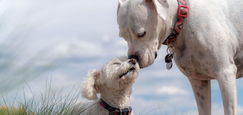Why dogs sniff each other: the mystery is solved