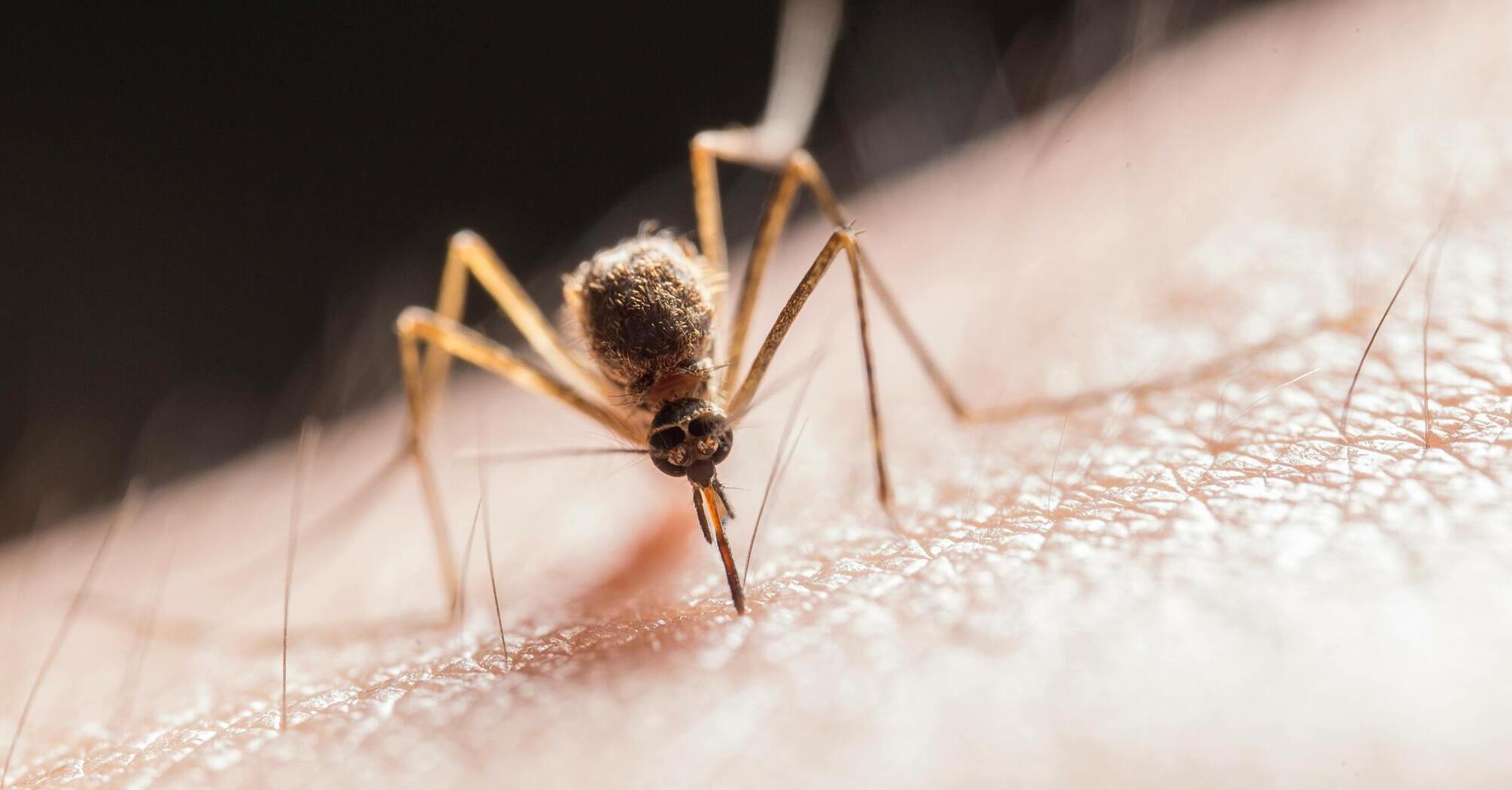 Tips to follow when dealing with insect bites