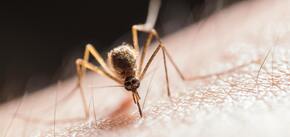 Wskazówki dotyczące ukąszeń owadów