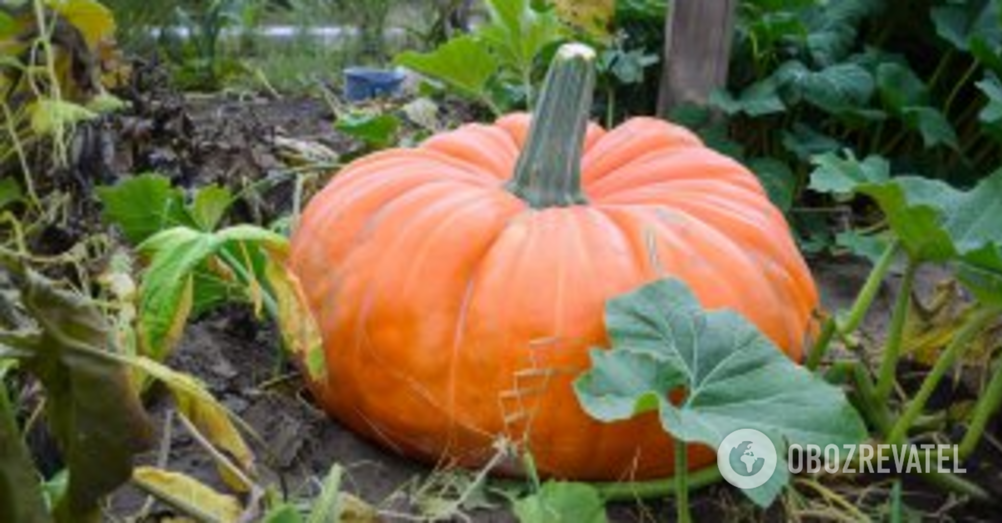 How to grow giant pumpkins without chemicals: two secrets