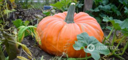 How to grow giant pumpkins without chemicals: two secrets