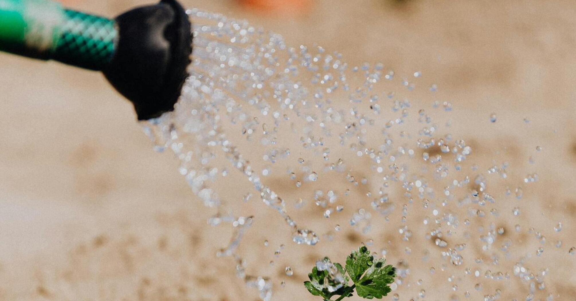 Що можна поливати настоєм кульбаби