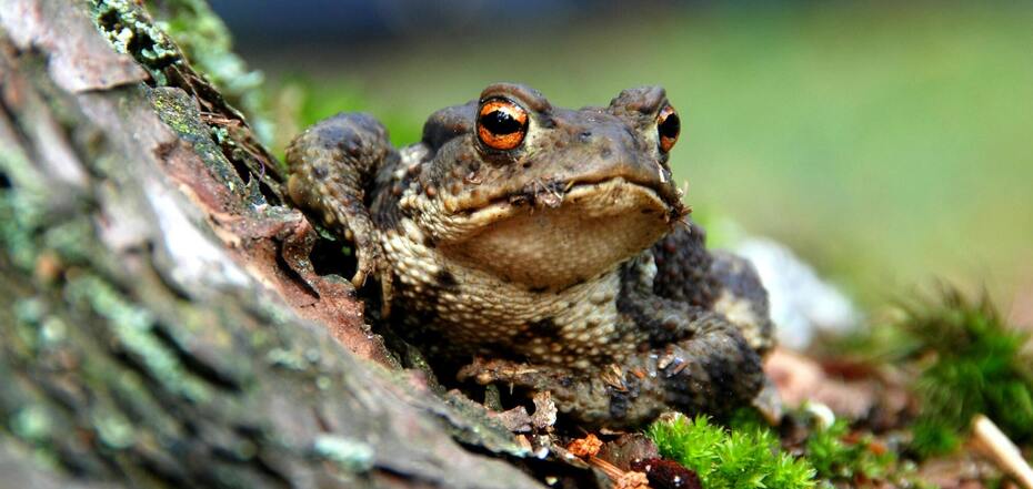 Значение снов о лягушке
