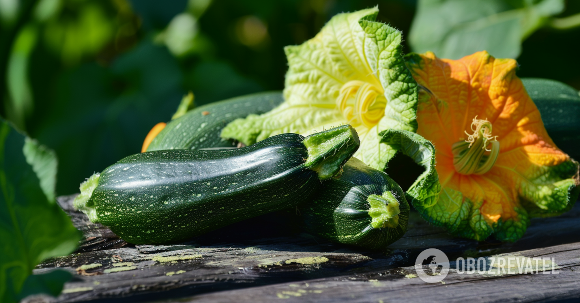 What not to plant near zucchini: you can ruin the whole crop