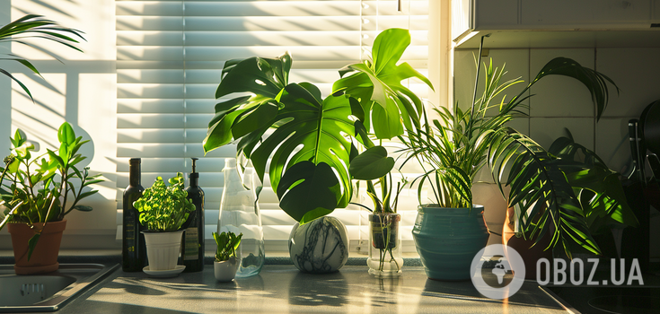How to care for indoor plants in summer: 5 important tips