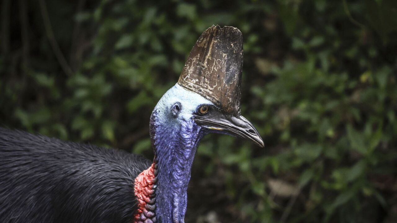 The world's most dangerous bird is in danger of extinction: what it looks like and why scientists are sounding the alarm. Photo