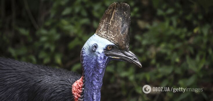 The world's most dangerous bird is in danger of extinction: what it looks like and why scientists are sounding the alarm. Photo