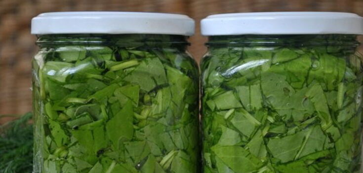 How to pickle sorrel for the winter so that it is healthy: no salt needed