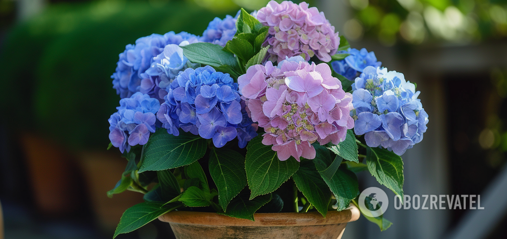 Hydrangeas will delight the eye: a kitchen tool will help protect flowers and ensure lush flowering