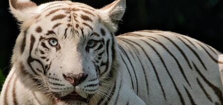 Красота и изысканность: самые красивые животные в истории