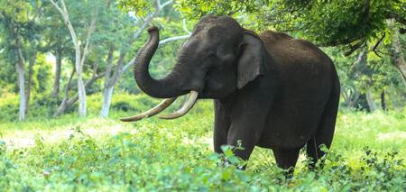 Невероятная память и замечательный аппетит: 8 малоизвестных фактов о слонах