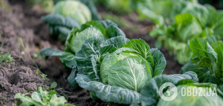 What to do if cabbage heads do not form: agronomists explain how to fix the problem