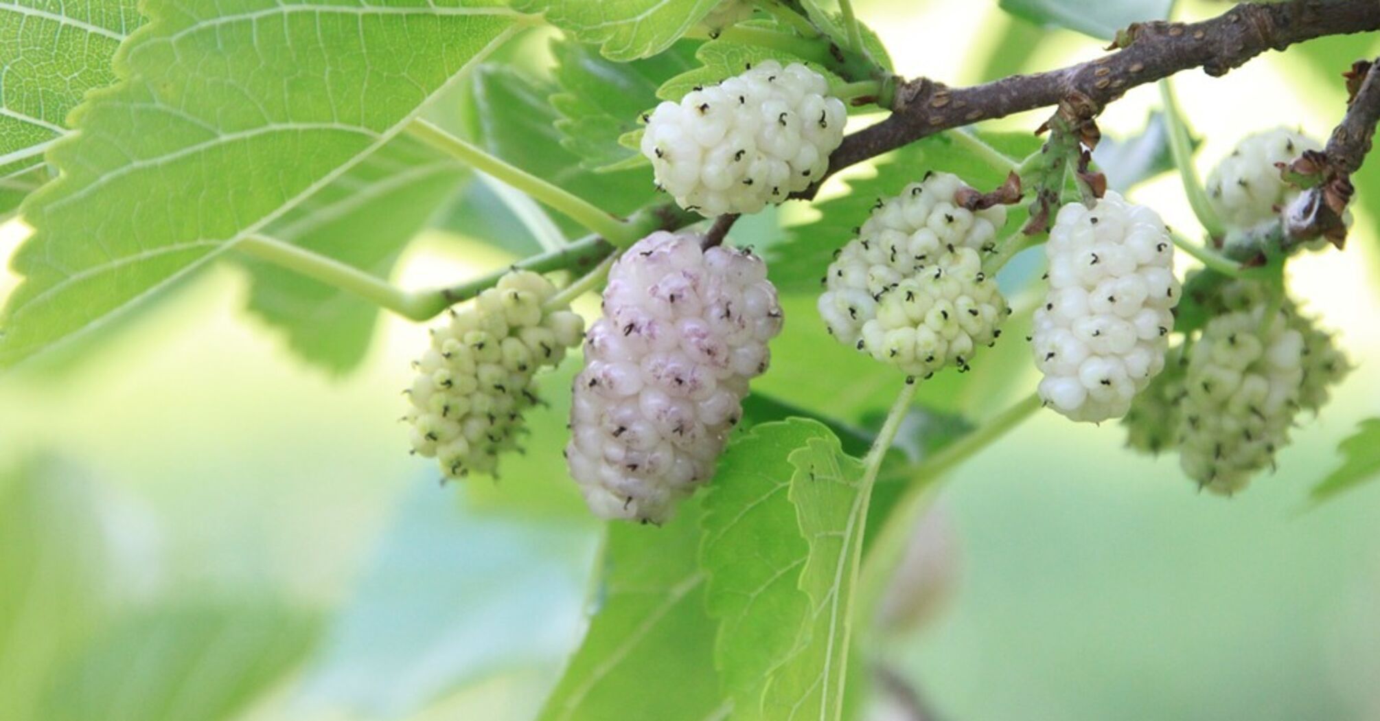 How to make spicy white mulberry jam: an elementary recipe