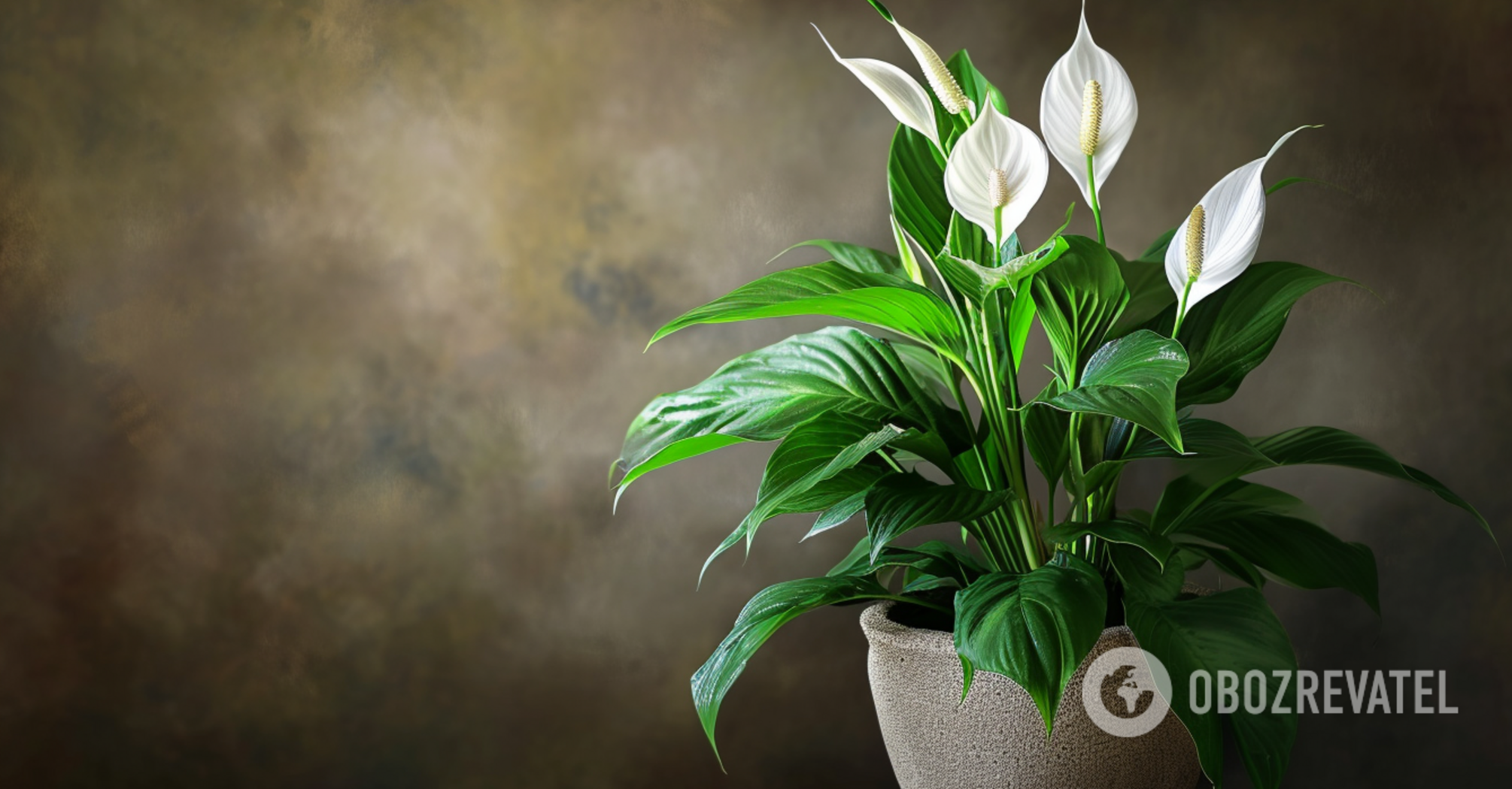 Spathiphyllum zakwitnie jak nigdy dotąd: nazwano idealne miejsce w mieszkaniu dla "kobiecego szczęścia", ale jest pewien niuans
