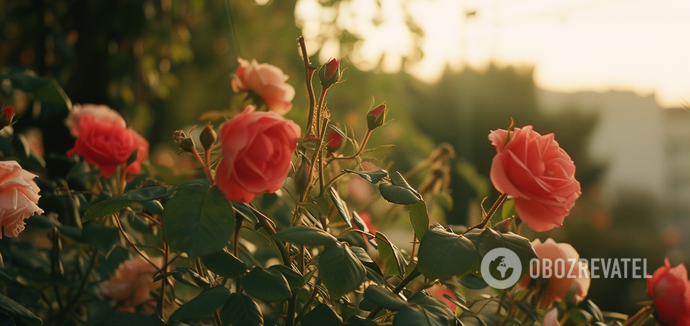 Jak powstrzymać ślimaki przed niszczeniem roślin: istnieje prosta metoda bez użycia środków chemicznych