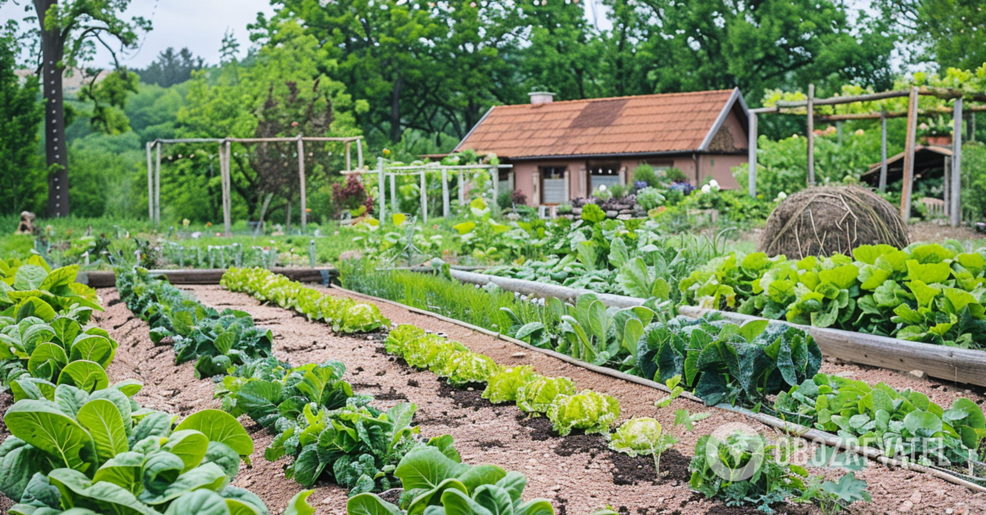 Jak dbać o rośliny i podlewać ogród w letnie upały: wskazówki od rolników