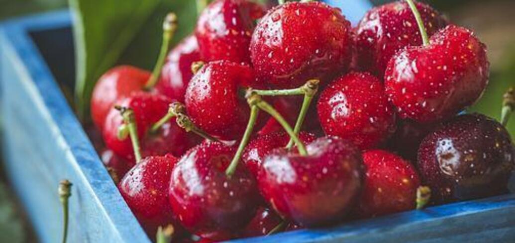 Ripe home-grown cherries