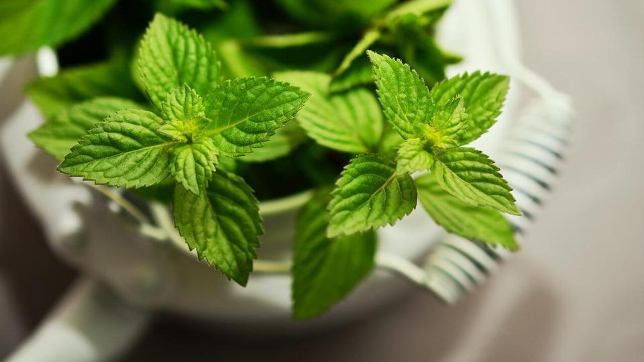 Mint sugar in 10 minutes: how to make an unusual preparation for the winter