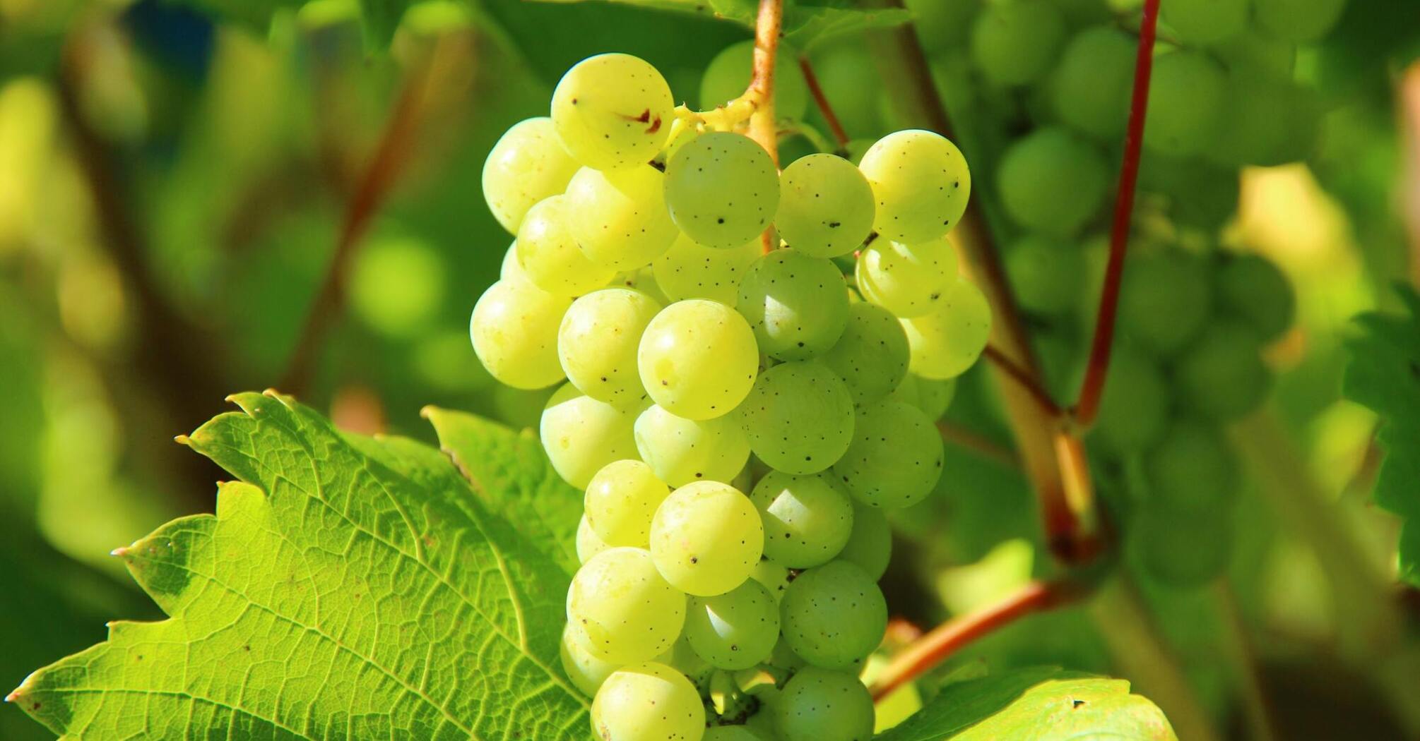 Захист винограду від павутинного кліща в червні: заходи для щедрого врожаю