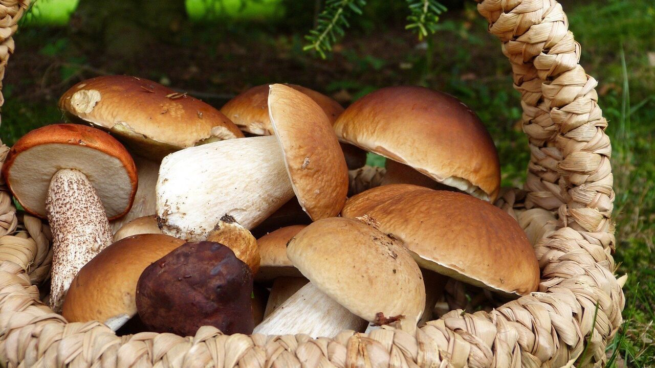 Mushrooms for the dish