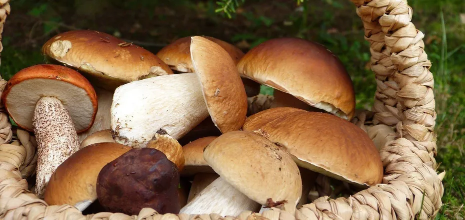 Mushrooms for the dish