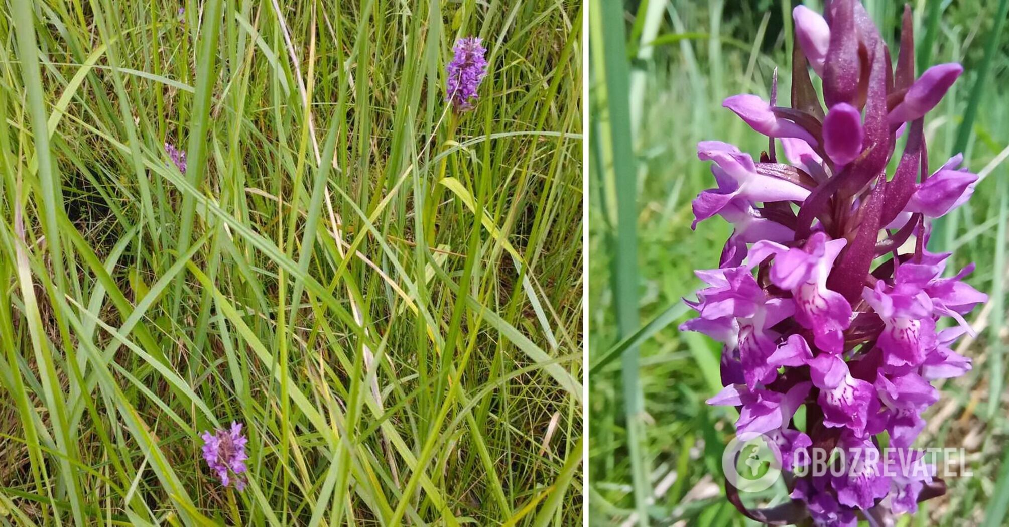 This species of orchid is listed in the Red Book of Ukraine
