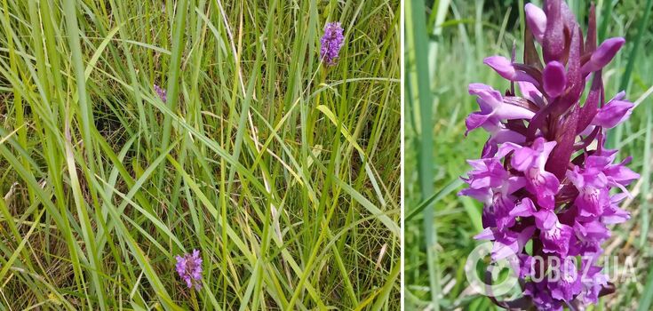 This species of orchid is listed in the Red Book of Ukraine