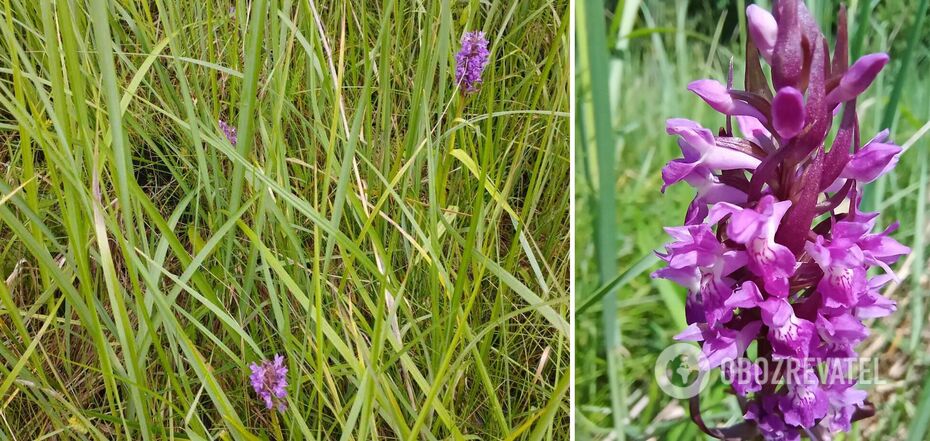 Ten gatunek storczyka jest wymieniony w Czerwonej Księdze Ukrainy