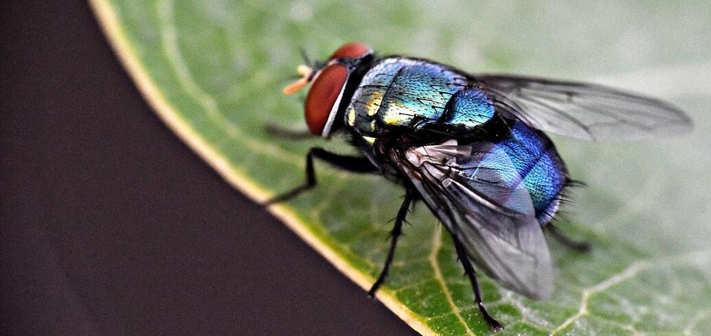 How to get rid of flies in the kitchen in summer