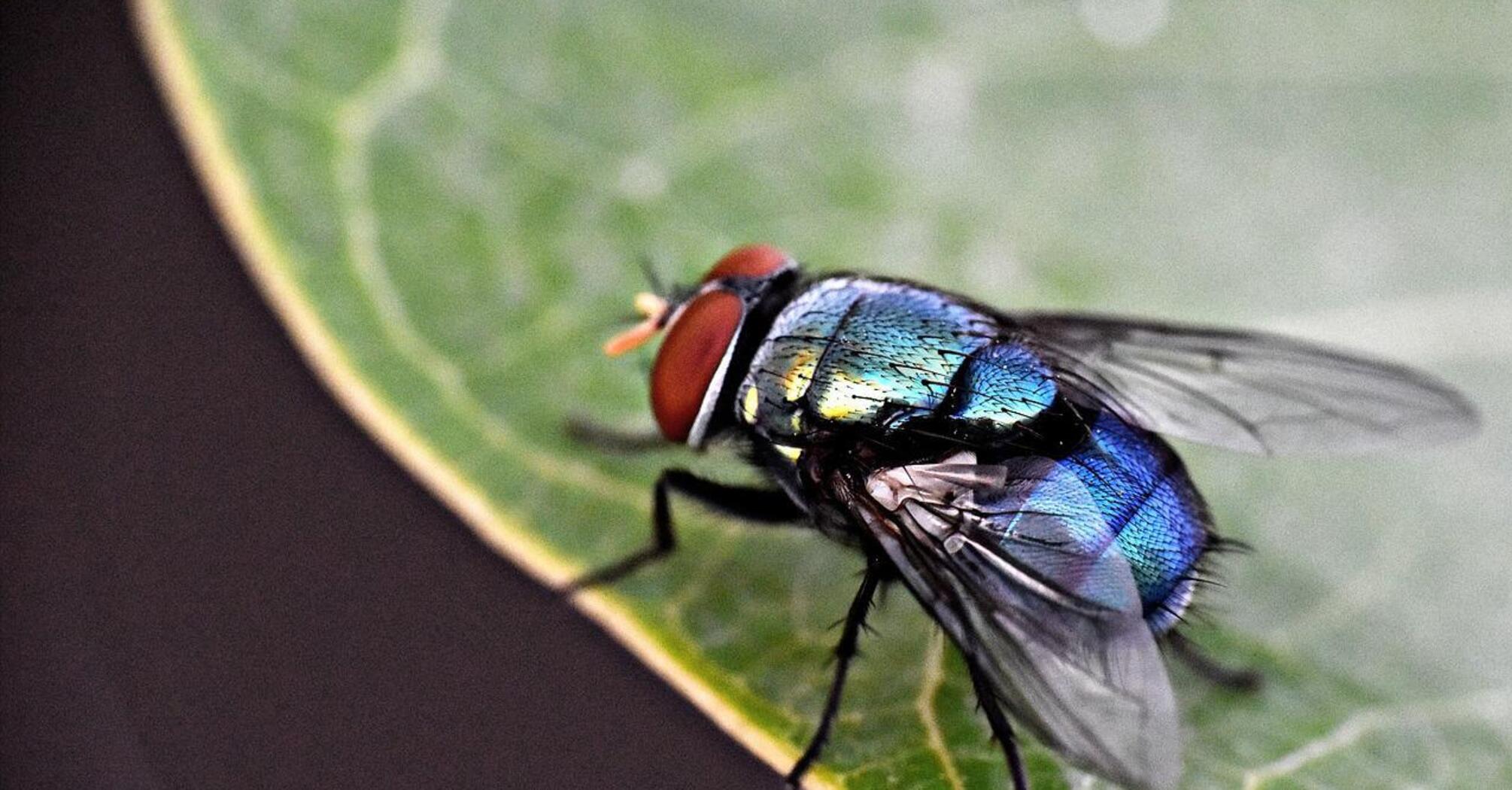 How to get rid of flies in the kitchen in summer