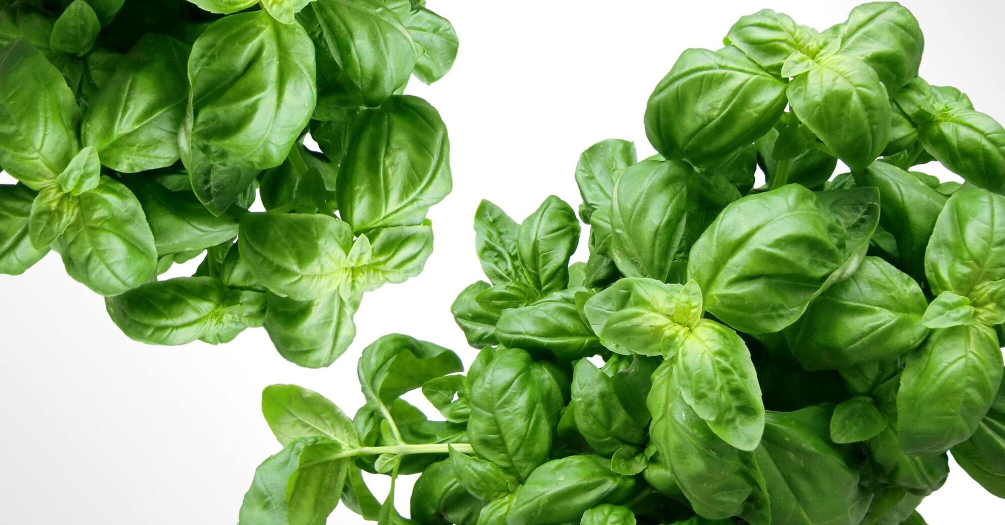 Fresh basil
