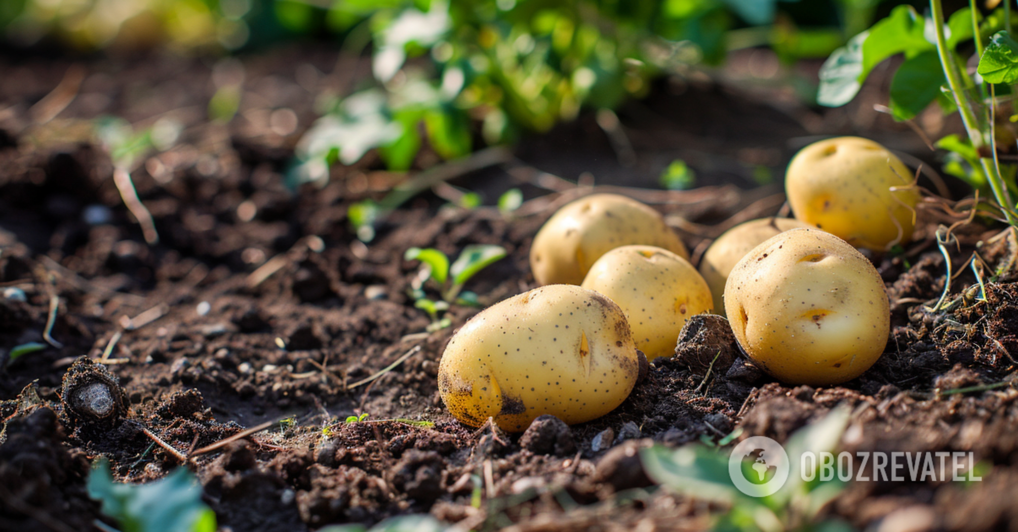 To increase the yield: when and how to hill potatoes correctly