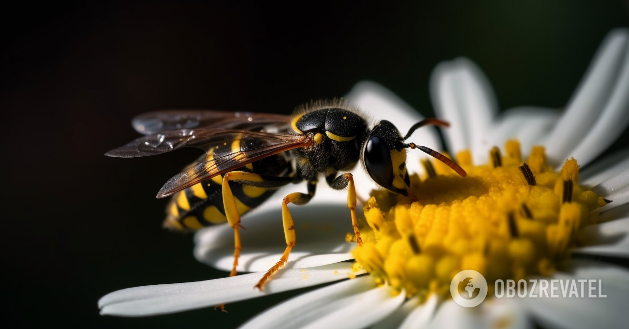 How to scare away wasps: effective summer life hacks