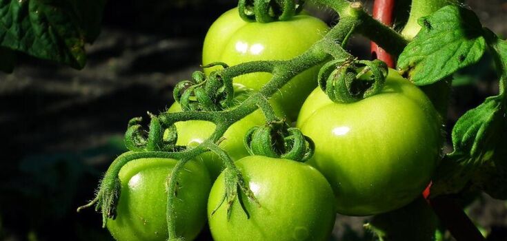 Pickled green tomatoes for winter: turn out firm and juicy