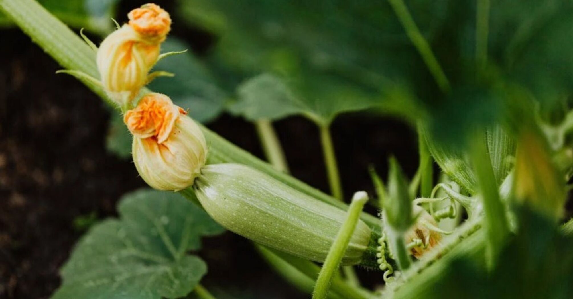 What kind of batter to cook zucchini inflorescences in: a successful and budget-friendly recipe