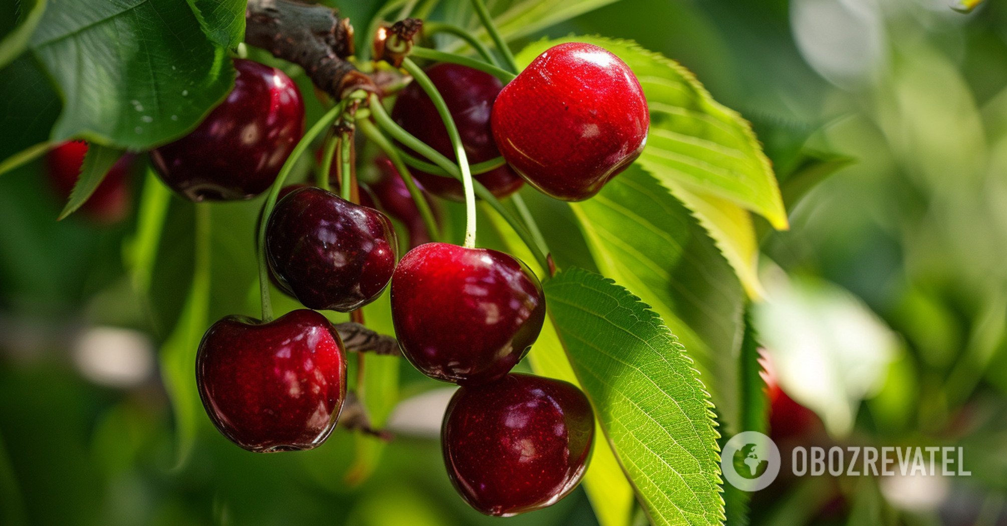 How to protect cherry trees from pests: life-saving tips