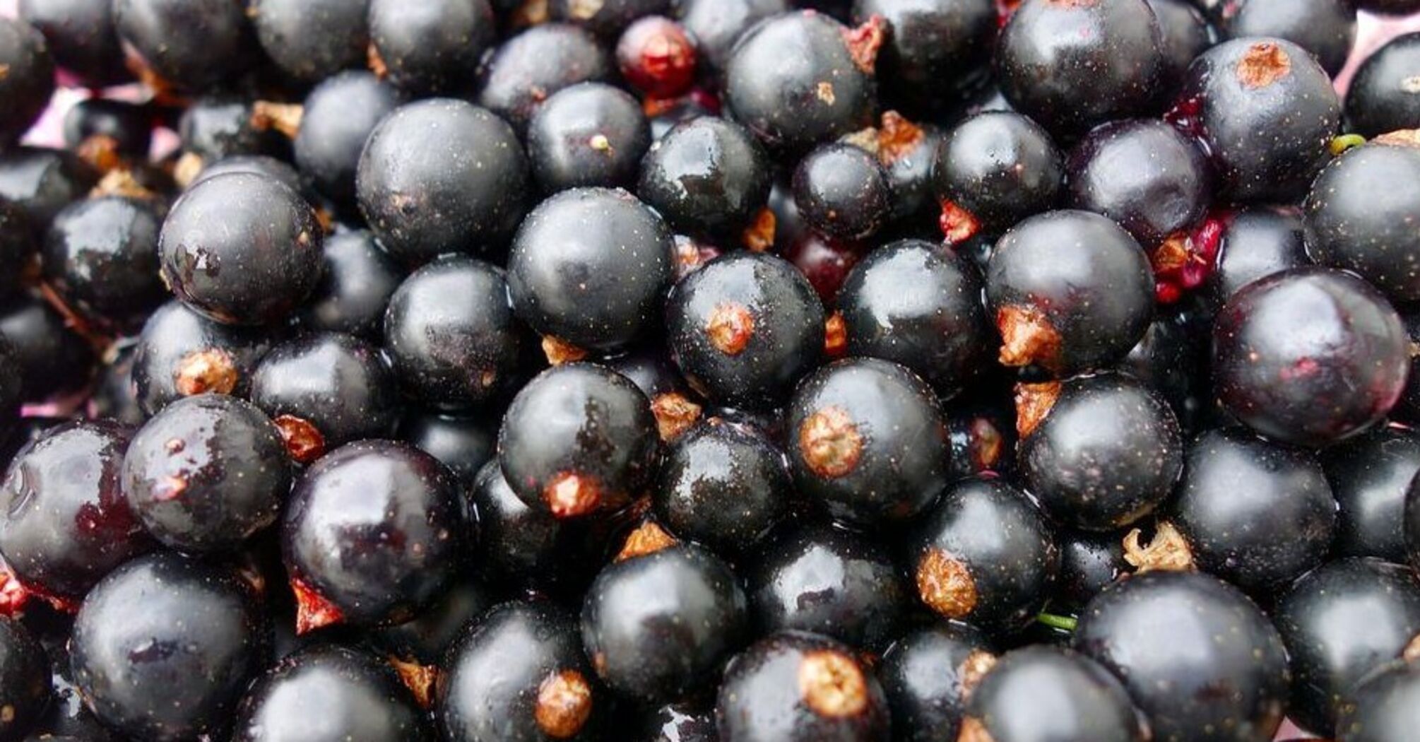 How to prepare currants with sugar for the winter: all the benefits of the berry are preserved