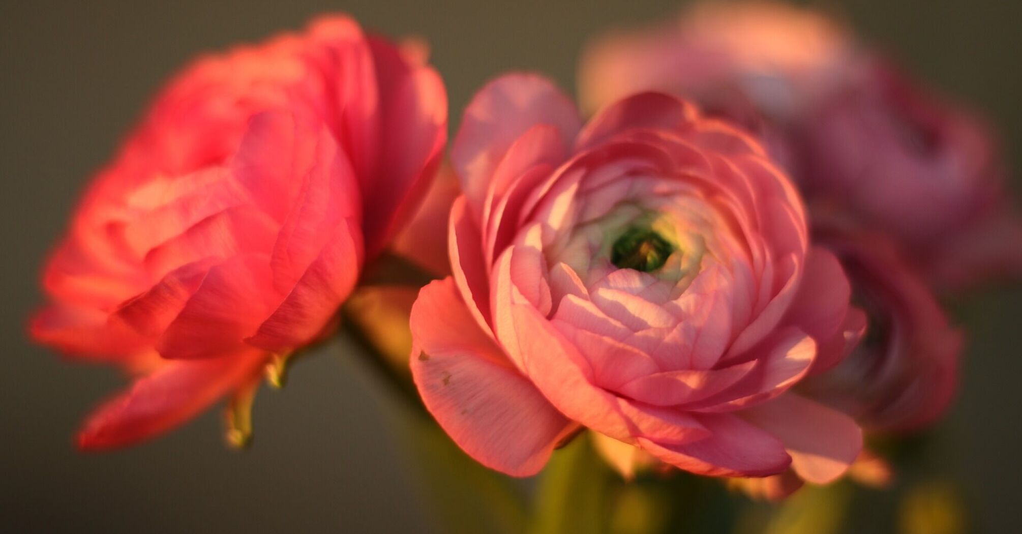 The flower that everyone dreams of: how to grow aesthetic ranunculus at home