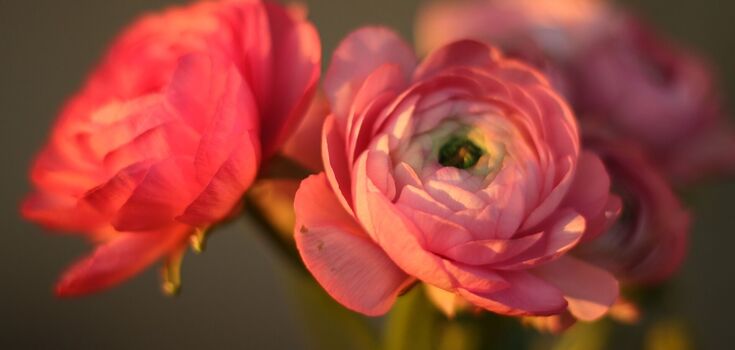 The flower that everyone dreams of: how to grow aesthetic ranunculus at home