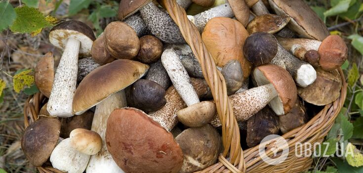 Bruschetta and omelet: five quick and tasty dishes with mushrooms